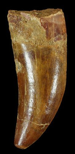 Carcharodontosaurus Tooth - Huge Meat-Eating Dinosaur #52874